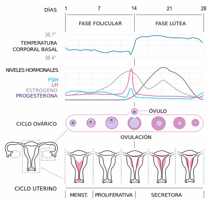 ciclo menstrual