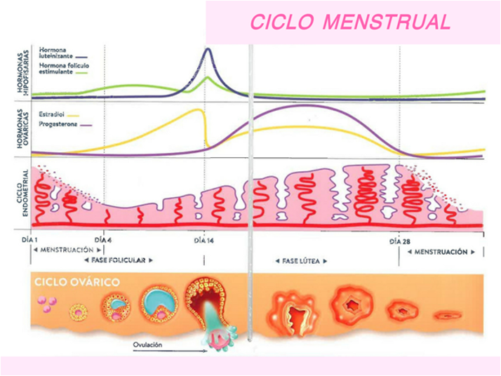 progesterona